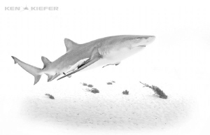 Lemon Shark in HighKey by Ken Kiefer 